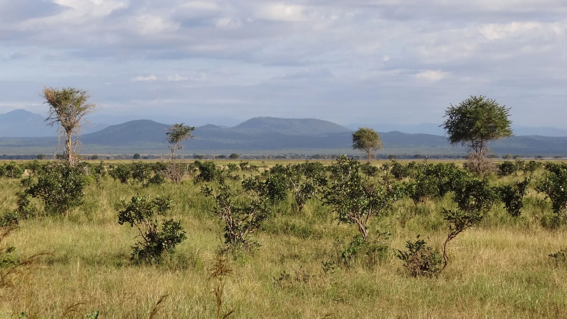 The open Mkata floodplain in Mikumi National Park with green bush in the foreground and blue hills on the horizon