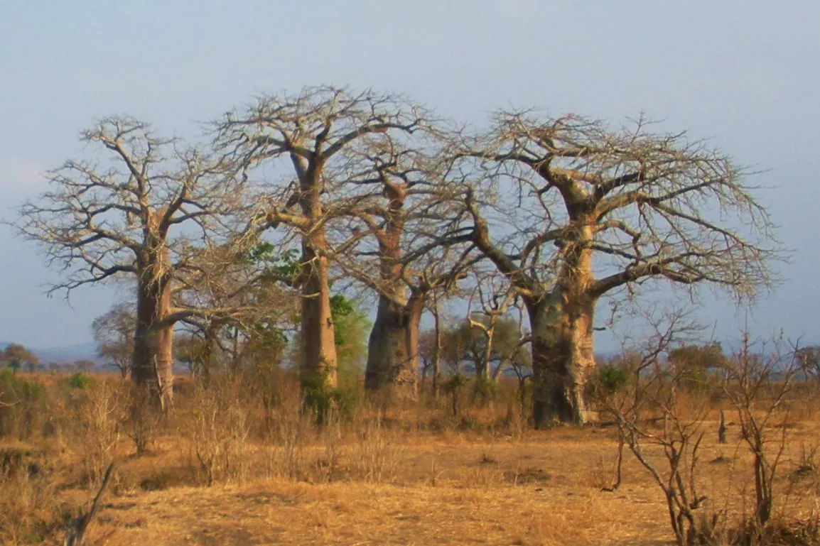 A group of baobab trees standing on dry open ground in Mikumi National Park