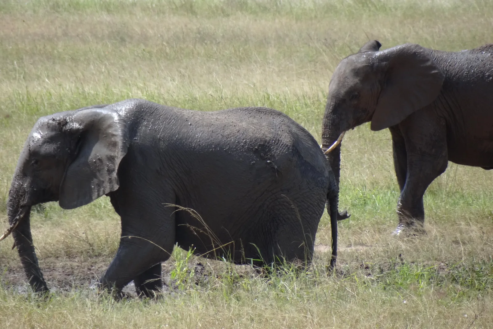 Two elephants walking through short grass in Mikumi National Park, one of them with mud drying on its flank