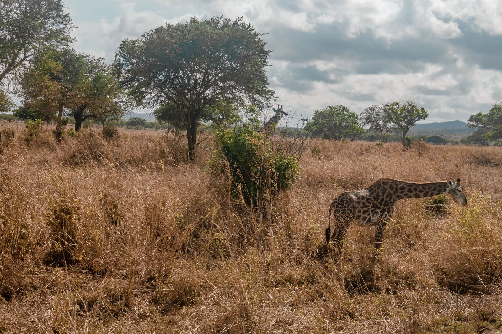 Two giraffes feeding among tall dry grass and low trees in Mikumi National Park under a cloudy sky