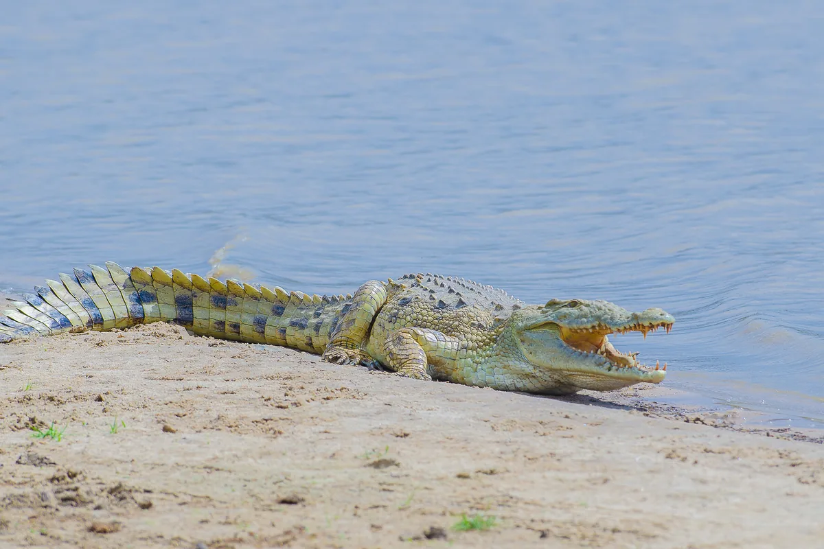 A Nile crocodile resting on a sandy bank beside the Rufiji River with its mouth open