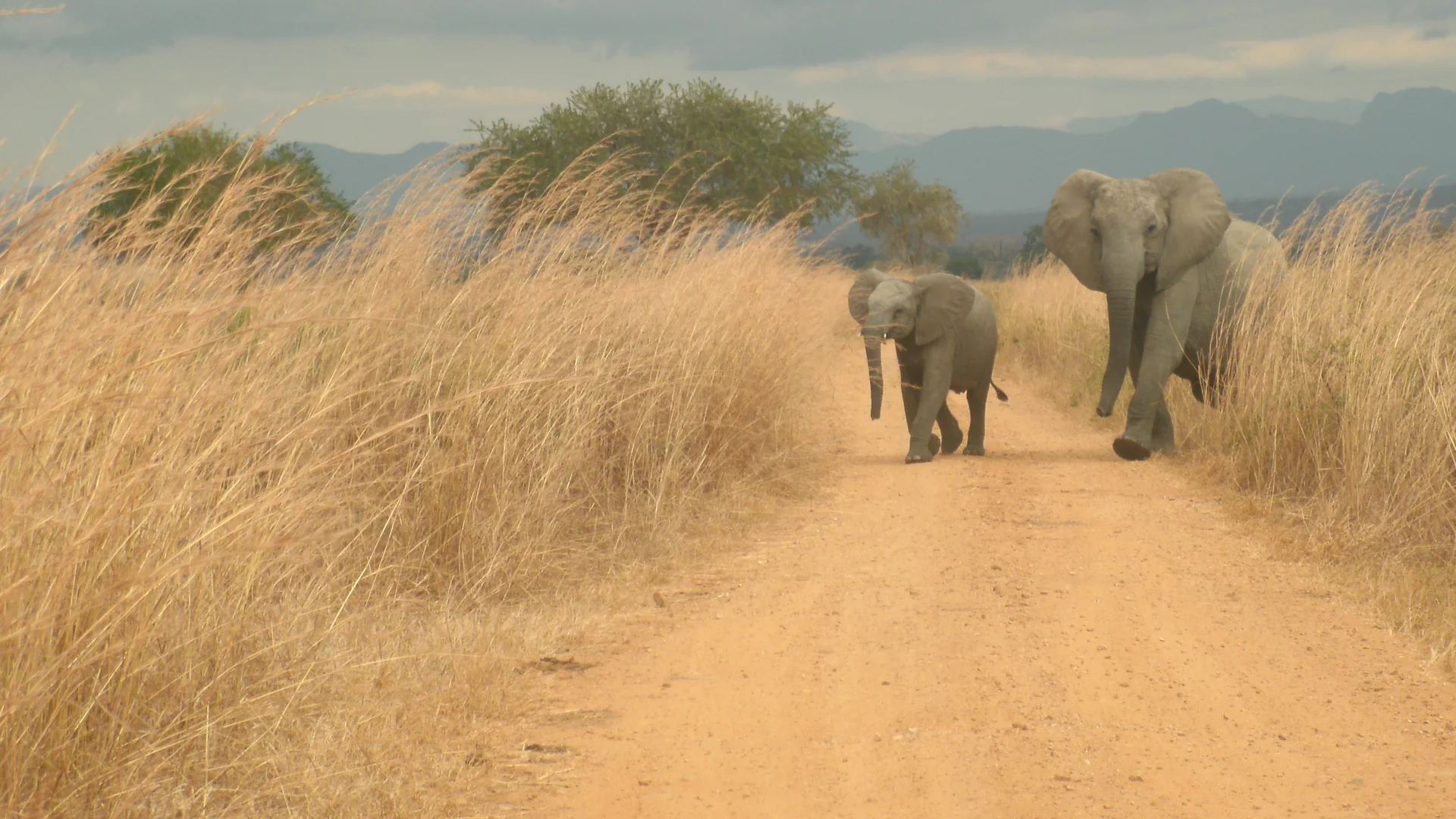 A mother elephant and her calf walking down a sandy track through tall dry grass in Mikumi National Park, with blue hills behind