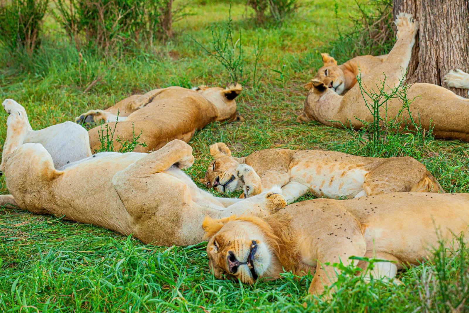 A pride of lions asleep on green grass beside a tree trunk in Mikumi National Park